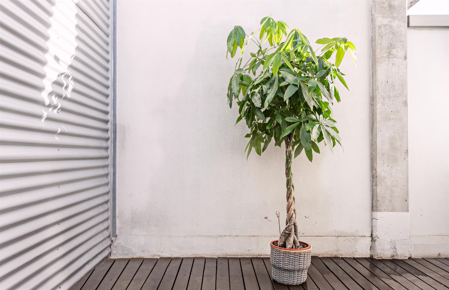 Safe swap: money tree (Pachira aquatica)